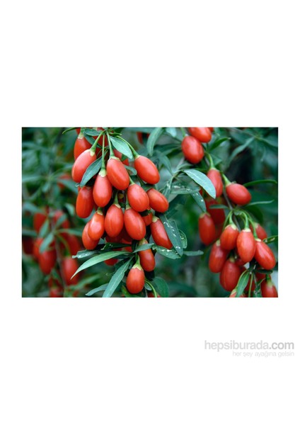 Goji Berry Fidanı Tüplü