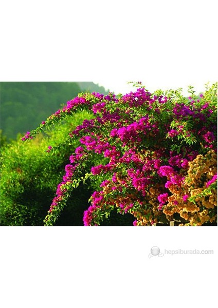 Bougainvillea-Begonvil Fidanı 60-80 cm