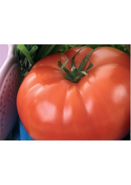 Domates İnvictus Tohumu(3 Gr)