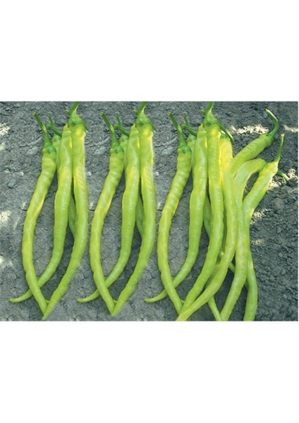 Biber Sarı Sivri Çorbacı Tohumu (10 Gr)