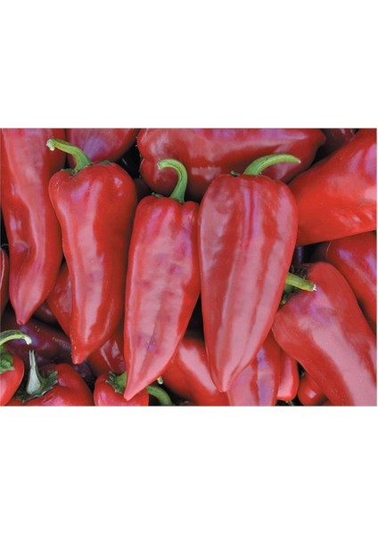 Biber Yağlık 28 Tohumu(10 Gr)
