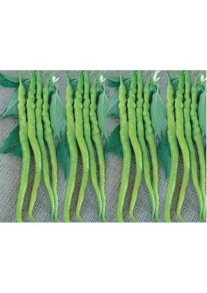 Biber Kıl Sivri Acı Tohumu(10 Gr)