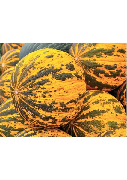 Kavun Kırkağaç 637 Tohumu(5 Gr)