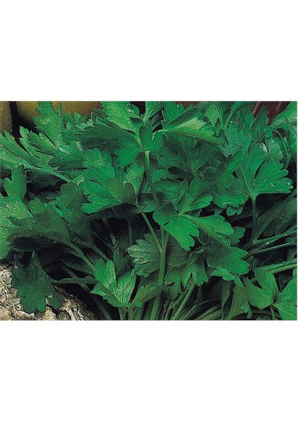 Maydanoz Tohumu(10 Gr)