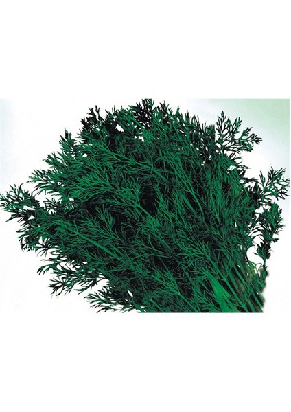 Dereotu Tohumu(10 Gr)