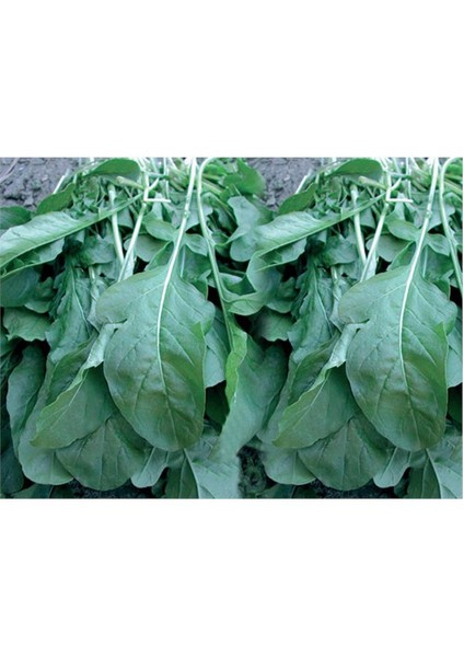Roka Tohumu(10 Gr)