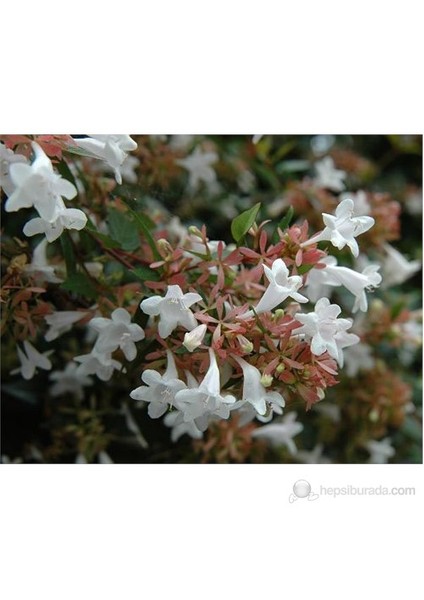 Abelia Grandiflora- Güzellik Çalısı Fidanı