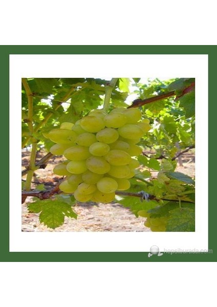 Asma Üzüm Fidanı, Yalova İncisi Açık Kök