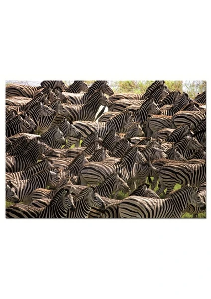 Puzzle Herd Of Zebras (500 Parça)