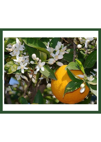 Narenciye Portakal Fidanı