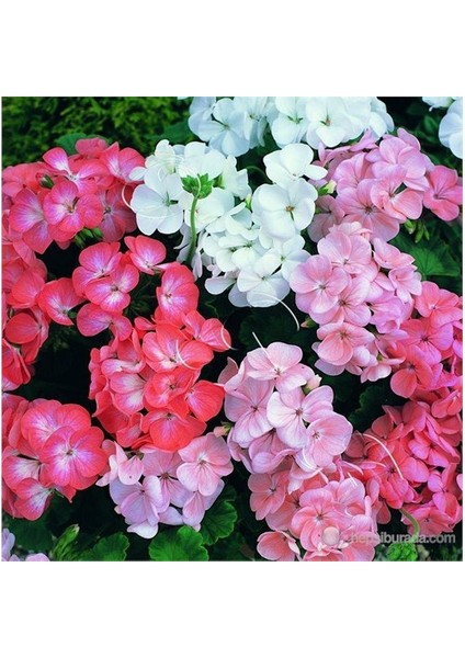 Sakız Sardunya fiyatları