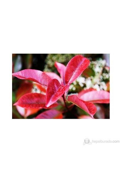 Fidanistanbul Alev Ağacı Fidanı Photinia fraseri Red Robin, 20-40 cm, Saksıda