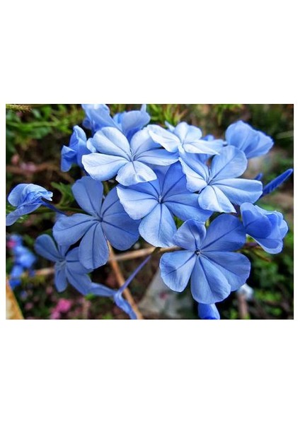 Plumbago Auriculataa-Mavi Yasemin Fidanı