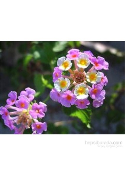 Lantana -Agaç Mine Fidanı
