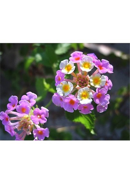 Lantana -Agaç Mine Fidanı