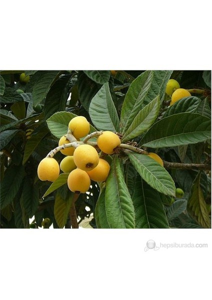 Malta Eriği Fidanı, 30-40 cm,Yenidünya, Saksıda