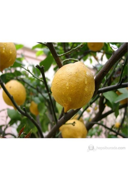 Narenciye Fidanı Yediveren Limon Tüplü