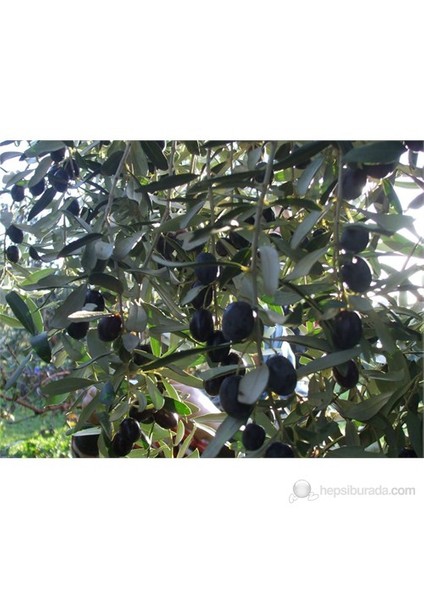 Zeytin Fidanı, Gemlik Trilye Tüplü