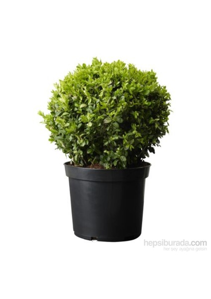 Buxus Sempervirens- Şimşir  Fidanı