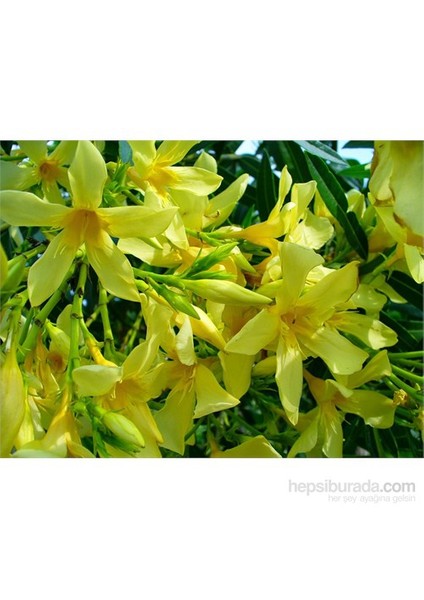 Nerium Oleander-Zakkum Fidanı Sarı