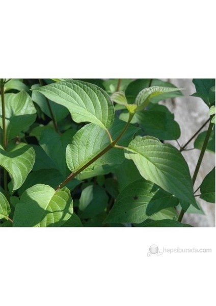 Cornus -Kızılcık Fidanı Kırmızı