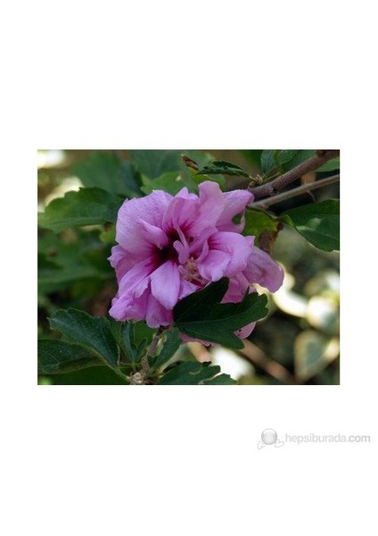 Hibiscus-Ağaç Hatmi fiyatları