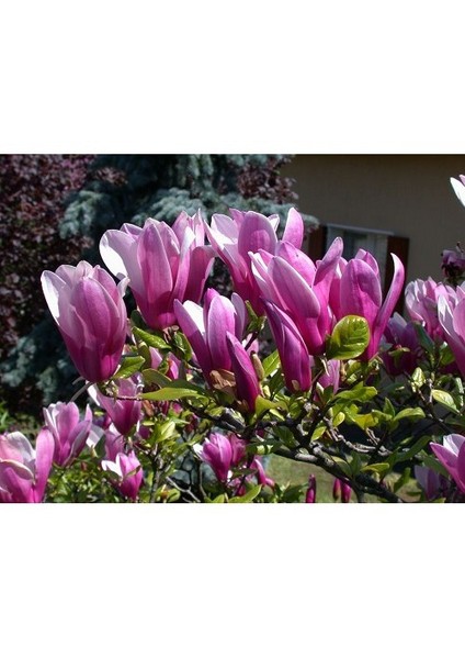 Magnolia Susan Yaprak Döken Manolya