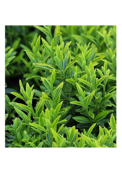 Euonymus Microphyllus Pulchellus Şimşir Yapraklı Yeşil Çıtır Taflan, Saksıda