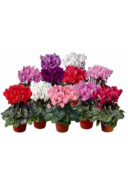 Cyclamen Sıklamen, Saksıda