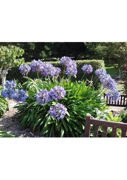 Agapanthus Africanus Blue Sevgi Çiçeği, Saksıda