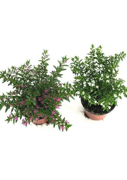 Cuphea Hyssopifolia Kufeye Çiçeği, Saksıda