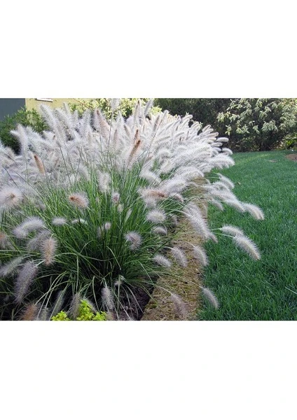 Fidanistanbul Gümüş Otu Pennisetum villosum Cream Falls, Saksıda