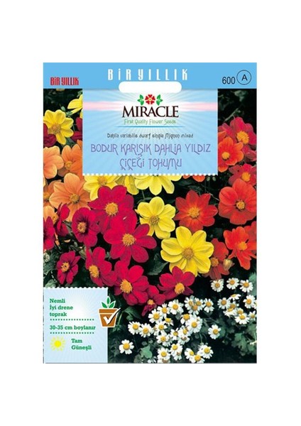 Karışık Renkli Bodur Mignon Dahlia Çiçeği Tohumu (80 Tohum)