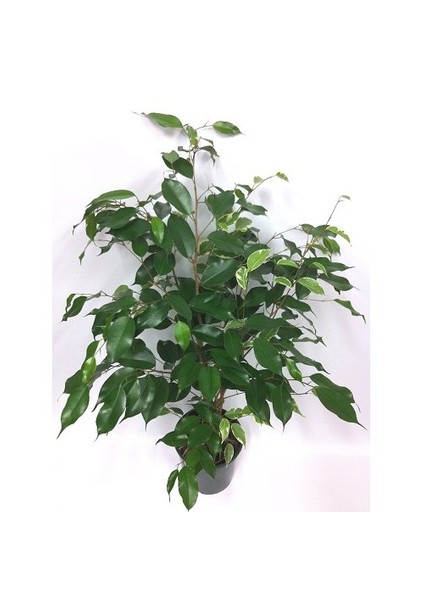 Ficus Benjamin 20 Cm, Saksıda