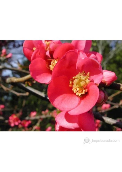 Chaenomeles- Japon Ayvası- Bahar Dalı