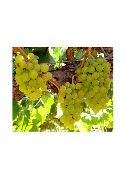 Asma Üzüm Fidanı Chardonnay (Şardone) Tüplü