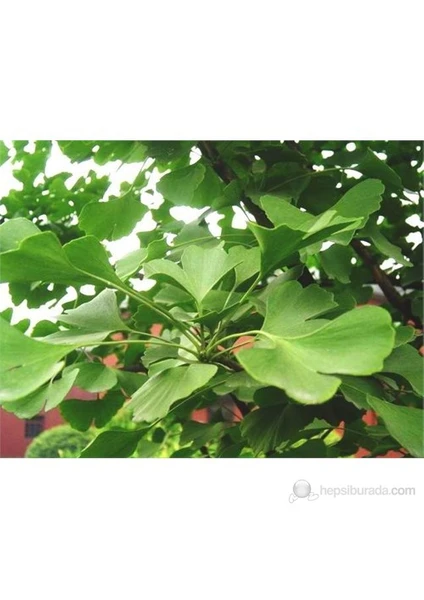 Ginkgo Biloba Mabet Ağacı Fidanı 20-40 Cm