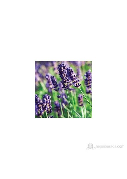 Saksında Lavanta Lavandula İntermedia İthal