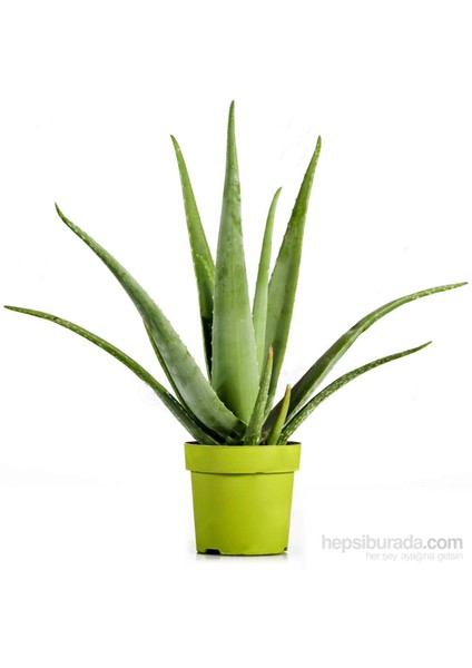 Aloe Vera Bitkisi Fidesi