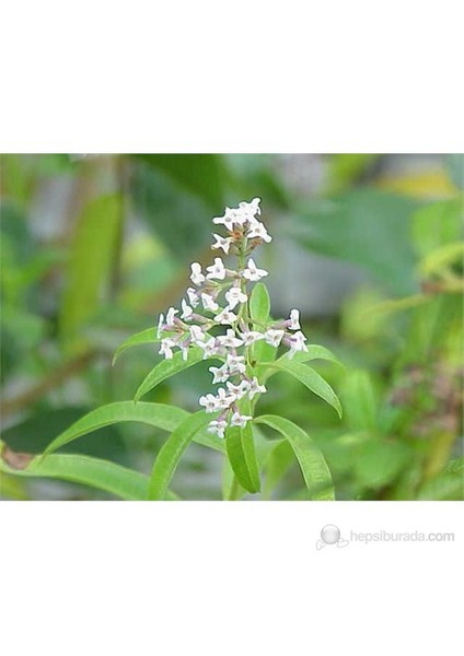 Melisa Limon Otu Aloysia Triphylla, 40-60 cm, Saksıda fiyatları