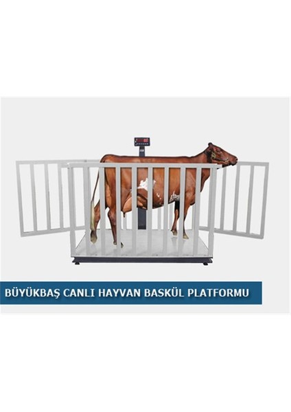Canlı Hayvan Baskülü (Büyük Baş)