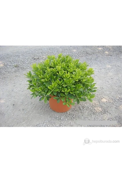 Pittosporum Tobira Nana (Pitosporum) Fidanı