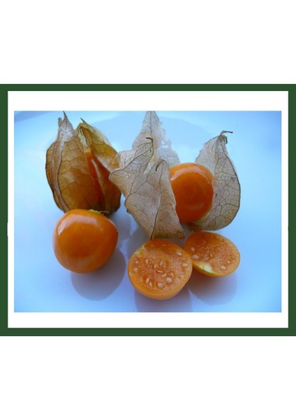 Altın Çilek Fidanı fiyatları