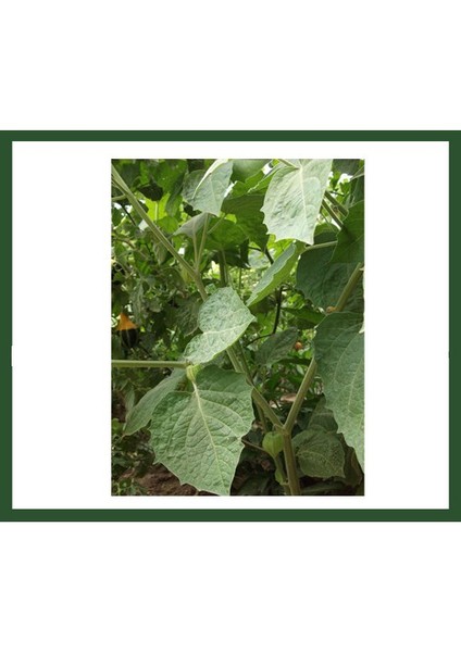 Altın Çilek Fidanı fırsatları