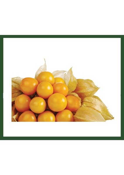 Altın Çilek Fidanı indirimleri