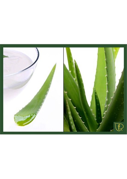 Plantistanbul Aloe Vera Bitkisi