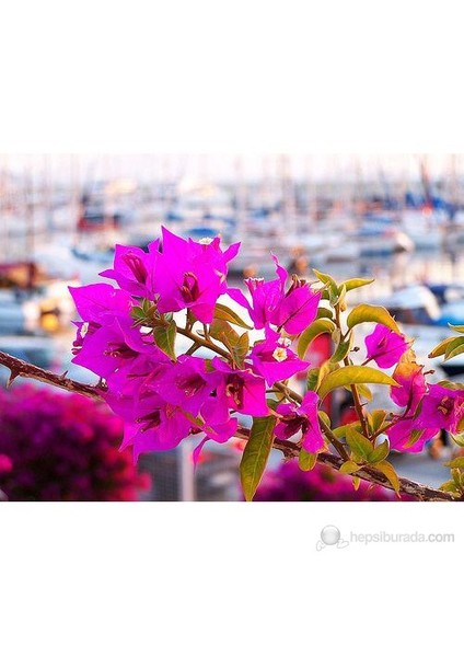 Begonvil Bougainwillea (Begonvil) Fidanı