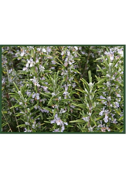 Fidanİstanbul Biberiye Officinalis Arp Fidanı