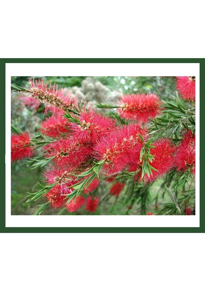 Callistemon Leavis (Fırça Çalısı) Fidanı