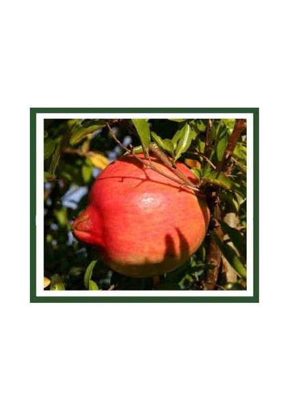 Çekirdeksiz Nar Fidanı